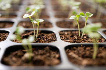 Young plants growing in nursery tray in the garden
