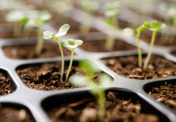 Young plants growing in nursery tray in the garden