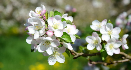 Apfelblüte in Südtirol