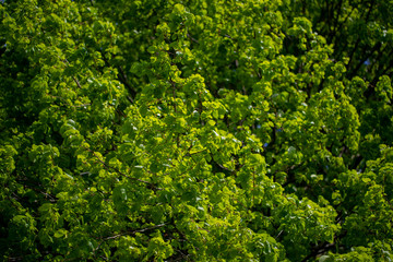 Fototapeta premium Listowie