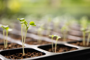 Young plants growing in nursery tray in the garden