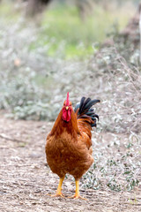 The rufous rooster