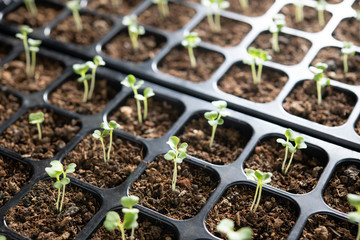 Young plants growing in nursery tray in the garden