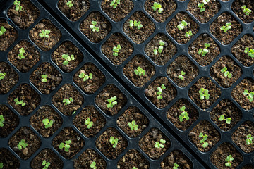 Young plants growing in nursery tray in the garden