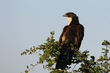 Tiputip / Burchell's Coucal / Centropus superciliosus.
