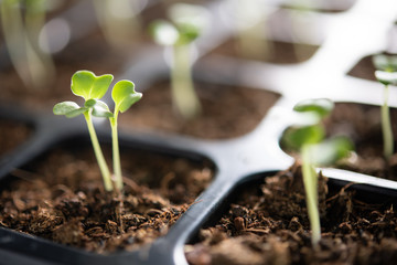 Young plants growing in nursery tray in the garden