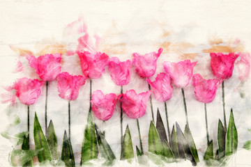 pink tulips on white rustic wooden background
