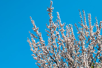 Branches with flowers of blooming apricot. Flowering apricot against the blue sky