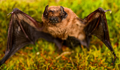 Forelimbs adapted as wings. Mammals naturally capable of true and sustained flight. Bat emit ultrasonic sound to produce echo. Bat detector. Ugly bat. Dummy of wild bat on grass. Wild nature
