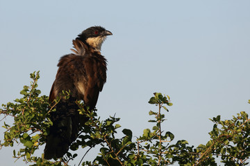 Tiputip / Burchell's Coucal / Centropus superciliosus.