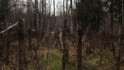 German protection line