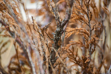 Many twigs of dry yellow-brown thuja Bush. Coniferous tree species in spring seasonal environment. Beautiful wonderful twigs.