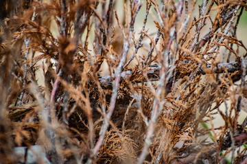 Fototapeta premium Many twigs of dry yellow-brown thuja Bush. Coniferous tree species in spring seasonal environment. Beautiful wonderful twigs.
