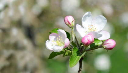 Apfelblüte - Blütezeit in Südtirol