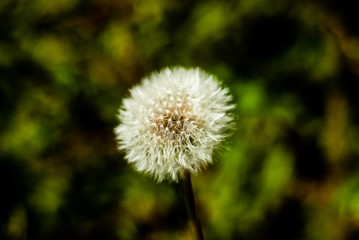 Dandelion