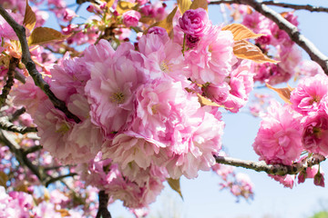 Wild cherry tree pink blossom at spring in Paris, sakura flowers closeup