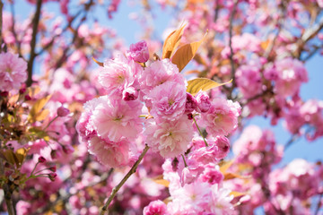 Wild cherry tree pink blossom at spring in Paris, sakura flowers closeup