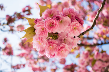 Wild cherry tree pink blossom at spring in Paris, sakura flowers closeup