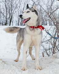 Sled dogs, Huskies and Malomuty, on the snow.
