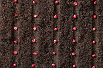 Top view image of planting seeds in soil