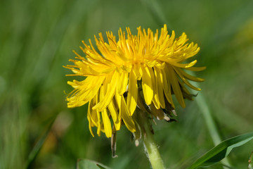 Löwenzahn (Taraxacum sect. Ruderalia)