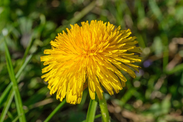 Bl&uuml;hender L&ouml;wenzahn (Taraxacum sect. Ruderalia)
