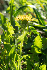 Löwenzahn (Taraxacum sect. Ruderalia) im Gegenlicht