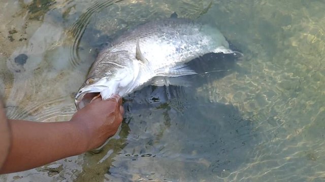 Angler lift up baramundi by hand