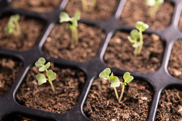 Top view image of young plants growing in nursery tray in the garden