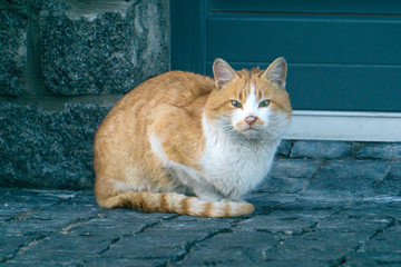 Fototapeta na wymiar wandering red cat