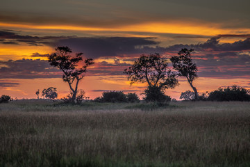 Sunrise over the Okavango delta in Botswana Africa - obrazy, fototapety, plakaty