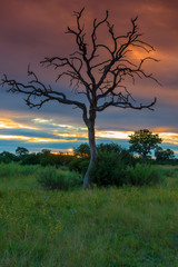 Sunrise over the Okavango delta in Botswana Africa