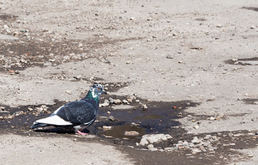 A pigeon with a beautiful white and blue color stands on the road near the puddle. Sunny weather.