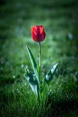 czerwony tulipan na zielonym tle