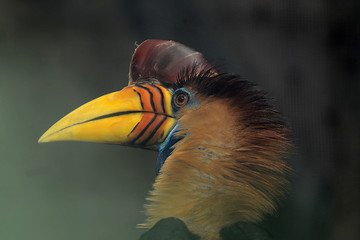 Nashornvogel  © R+R