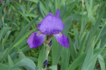 One violet flower of Iris germanica in spring