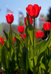 Red tulips against the sky.