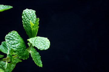 Hortelã Fresca em Fundo Preto