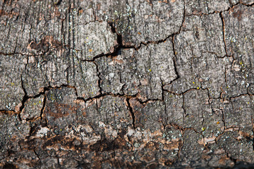 Dark wooden texture. Wood brown texture. Background old panels. Retro wooden table. Rustic background. Vintage colored surface.