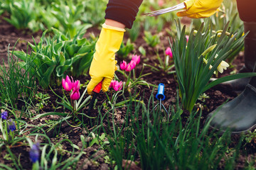 Farmer loosening soil with hand fork among spring flowers in garden.