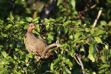 Swainsonfrankolin / Swainson's Francolin or Swainson's spurfowl / Francolinus swainsonii.