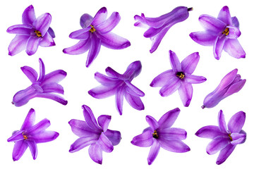 Fototapeta na wymiar Hyacinth flower isolated on white background