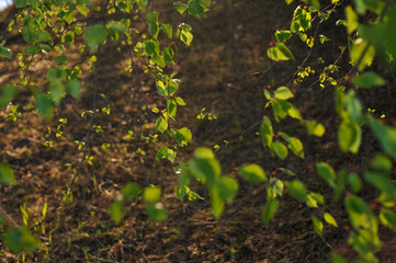 Warm sunlight on the trees.