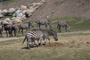 Fototapeta na wymiar Group of zebras