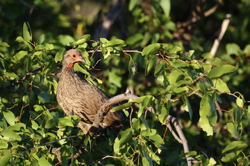 Swainsonfrankolin / Swainson's Francolin or Swainson's spurfowl / Francolinus swainsonii.