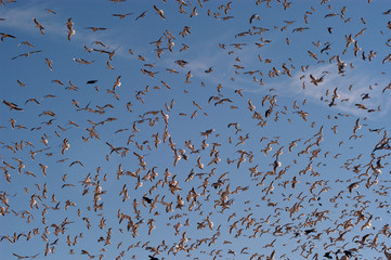 A flock of black-headed gulls, Chroicocephalus Ridibundus flying with the blue sky - birds in flight