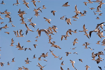 A flock of black-headed gulls, Chroicocephalus Ridibundus flying with the blue sky - birds in flight