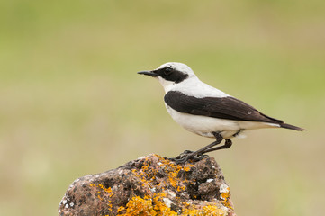 Northern wheatear - Oenanthe oenanthe male in the rock