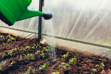 Farmer watering tomato seedlings using watering can in spring greenhouse. Agriculture