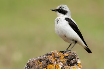 Northern wheatear - Oenanthe oenanthe male in the rock